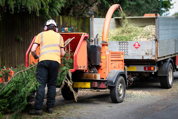 Best Tree Branch Trimming  in Steep Falls, ME